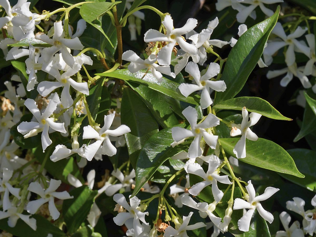 Trachelospermum jasminoides